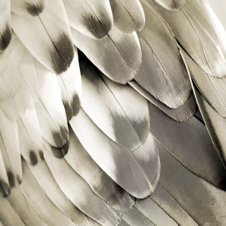 Feathered Friend In Pearl I by Julia Bosco wall art