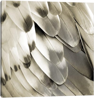 Feathered Friend In Pearl I Canvas Art Print - Silver Art