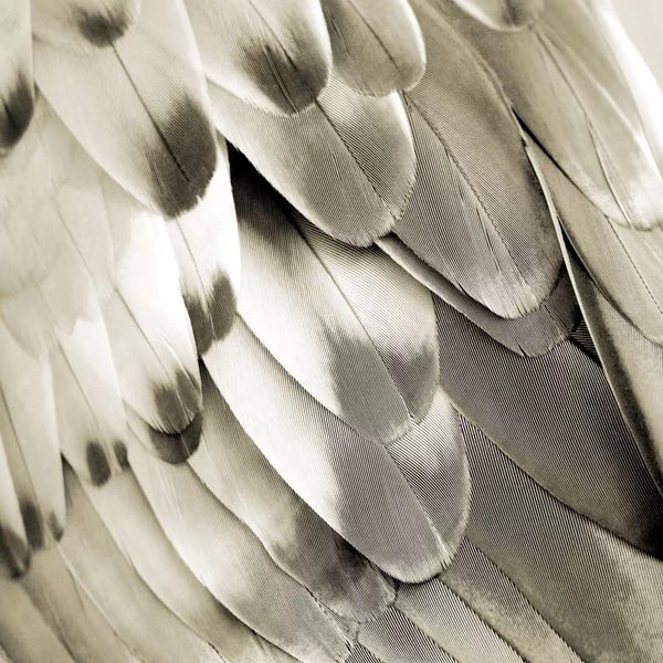 Feathers: Feathered Friend In Pearl I by Julia Bosco