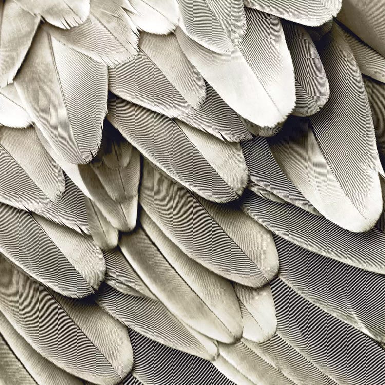 Feathered Friend In Pearl II by Julia Bosco wall art