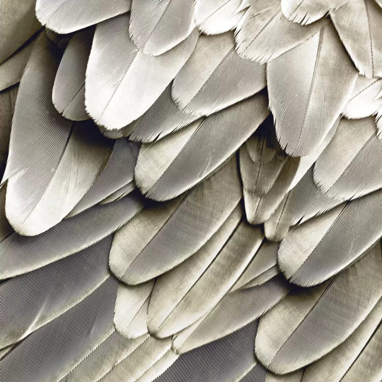 Feathered Friend In Pearl III by Julia Bosco wall art