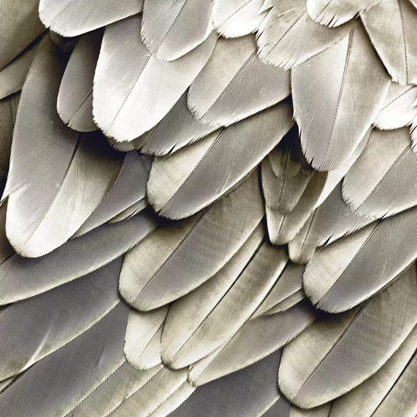 Feathers: Feathered Friend In Pearl III by Julia Bosco