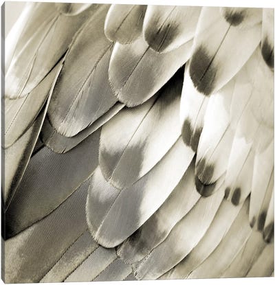 Feathered Friend In Pearl IV Canvas Art Print - Silver Art