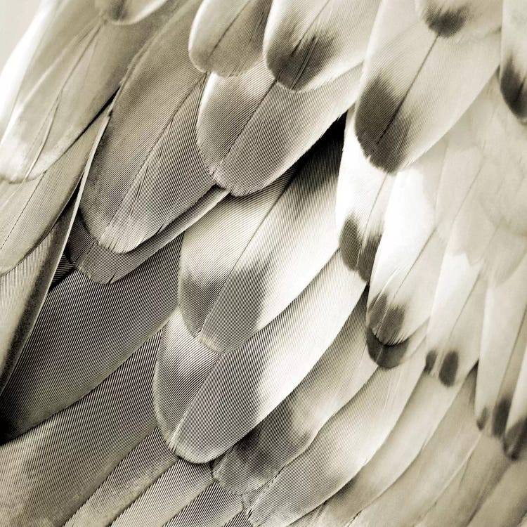 Feathered Friend In Pearl IV by Julia Bosco wall art