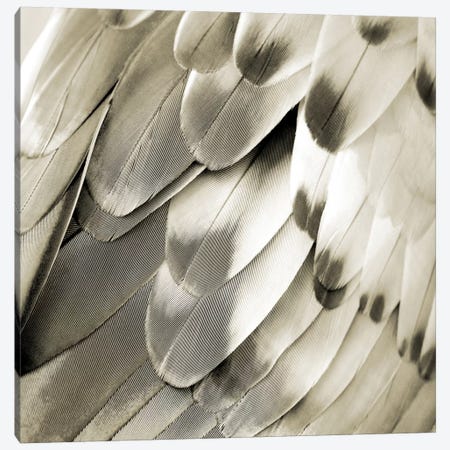 Feathered Friend In Pearl IV Canvas Print #JUL39} by Julia Bosco Canvas Art