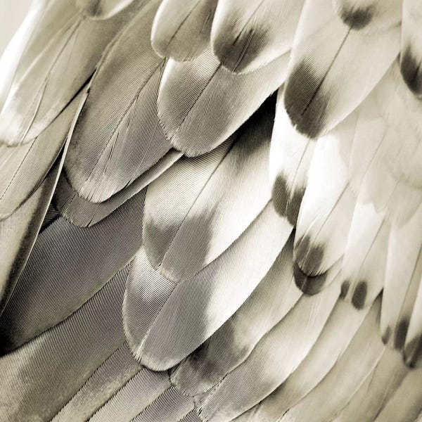 Feathers: Feathered Friend In Pearl IV by Julia Bosco