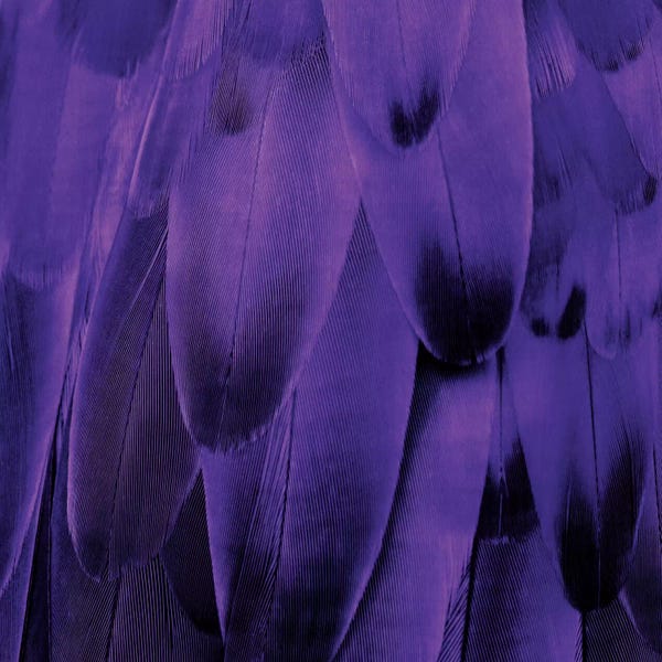 Feathers: Feathered Friend In Purple by Julia Bosco