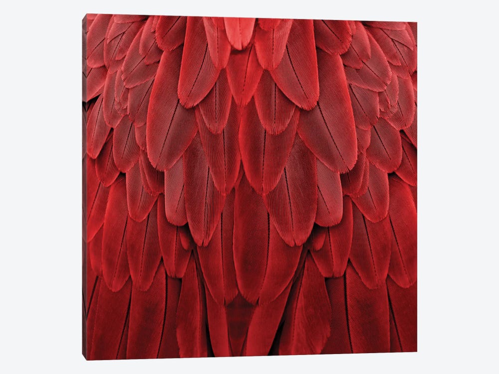 Feathered Friend In Red by Julia Bosco 1-piece Canvas Wall Art