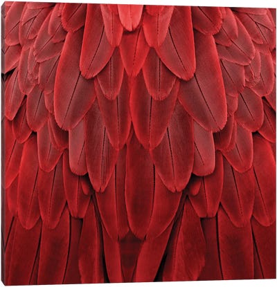 Feathered Friend In Red Canvas Art Print - Feather Art