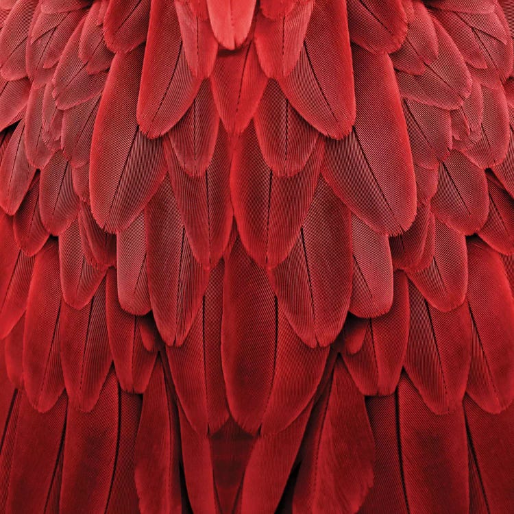 Feathered Friend In Red