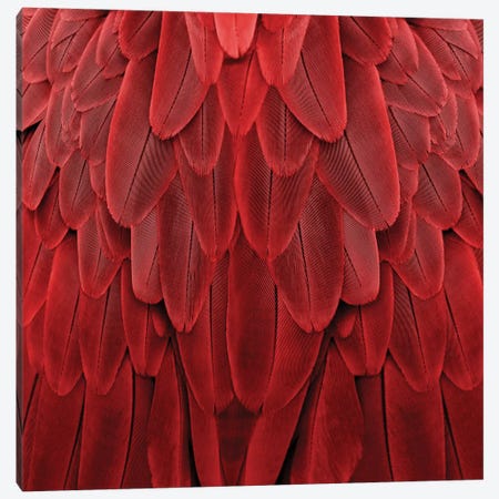 Feathered Friend In Red Canvas Print #JUL41} by Julia Bosco Art Print