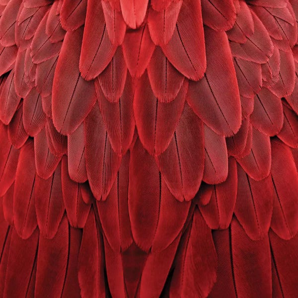 Feathers: Feathered Friend In Red by Julia Bosco