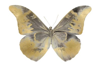 Golden Butterfly II by Julia Bosco art print