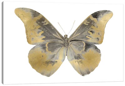 Golden Butterfly II Canvas Art Print - Julia Bosco