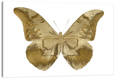 Golden Butterfly III Canvas Art Print - Gold & White Art