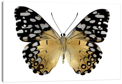Golden Butterfly IV Canvas Art Print - Gold & White Art