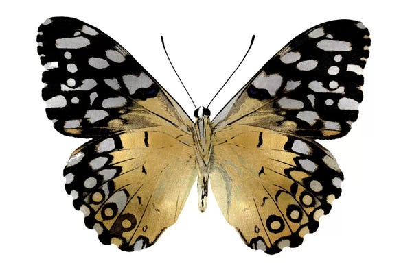 Black & White & Gold: Golden Butterfly IV by Julia Bosco