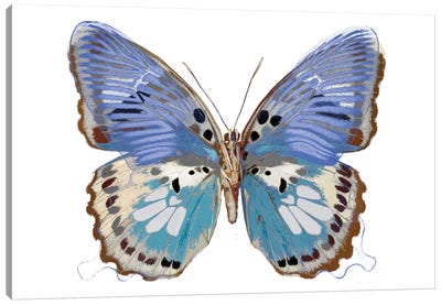 Golden Butterfly V Canvas Art Print - Julia Bosco