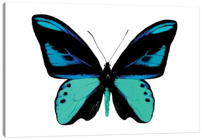 Vibrant Butterfly I Canvas Art Print - Blue & White Art