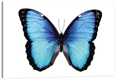 Vibrant Butterfly II Canvas Art Print - Blue & White Art