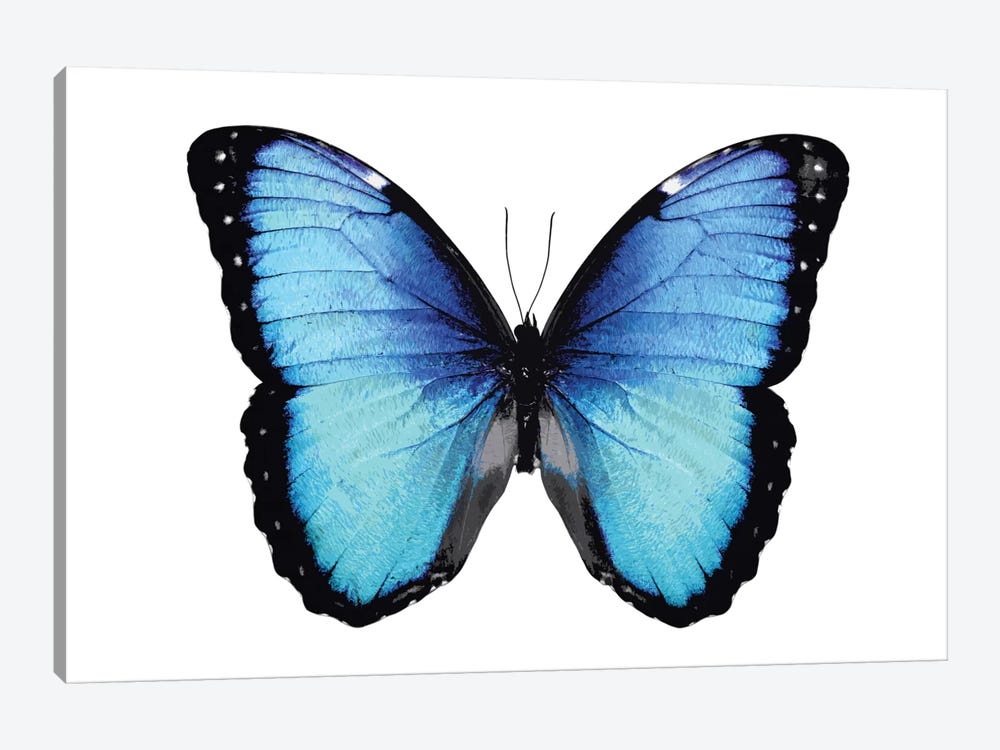 Vibrant Butterfly II by Julia Bosco 1-piece Art Print