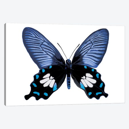Vibrant Butterfly III Canvas Print #JUL49} by Julia Bosco Art Print