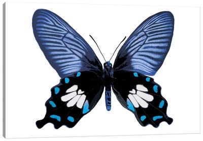 Vibrant Butterfly III Canvas Art Print - Blue & White Art