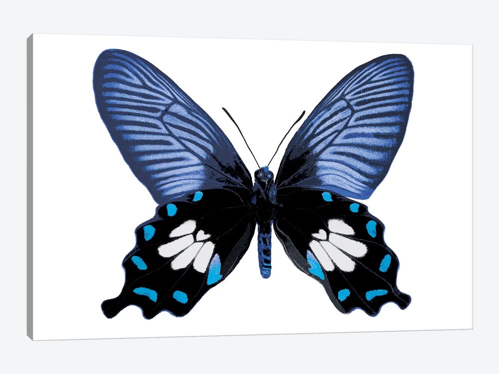 Vibrant Butterfly III by Julia Bosco 1-piece Canvas Art