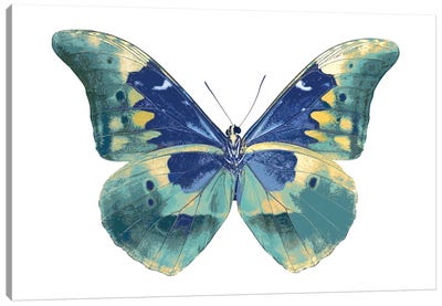Butterfly In Aqua I Canvas Art Print - Julia Bosco