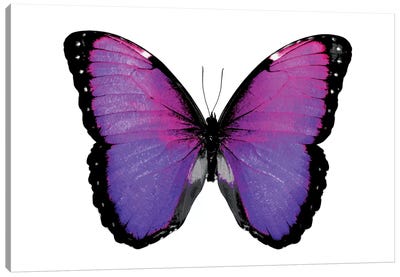 Vibrant Butterfly IV Canvas Art Print - Julia Bosco