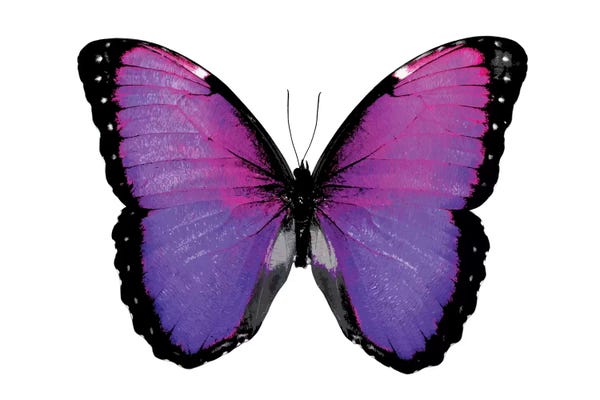 Butterflies: Vibrant Butterfly IV by Julia Bosco