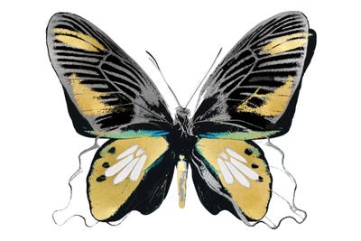 Vibrant Butterfly VI by Julia Bosco canvas print