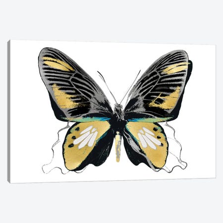 Vibrant Butterfly VI Canvas Print #JUL51} by Julia Bosco Canvas Wall Art