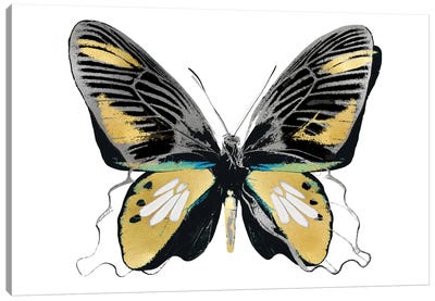 Vibrant Butterfly VI Canvas Art Print - Julia Bosco