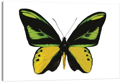 Vibrant Butterfly VII Canvas Art Print - Julia Bosco