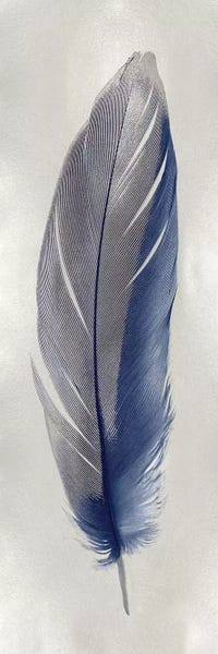 Blue Feather On Silver II