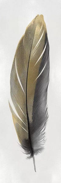 Feathers: Gold Feather On Silver II by Julia Bosco