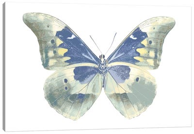 Butterfly In Aqua II Canvas Art Print - Julia Bosco