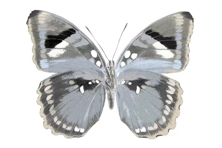 Butterfly In Grey I