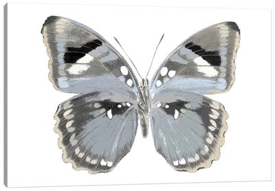 Butterfly In Grey I Canvas Art Print - Julia Bosco