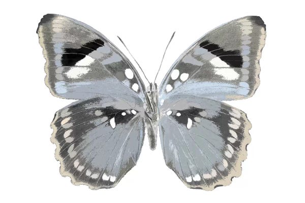 Butterflies: Butterfly In Grey I by Julia Bosco