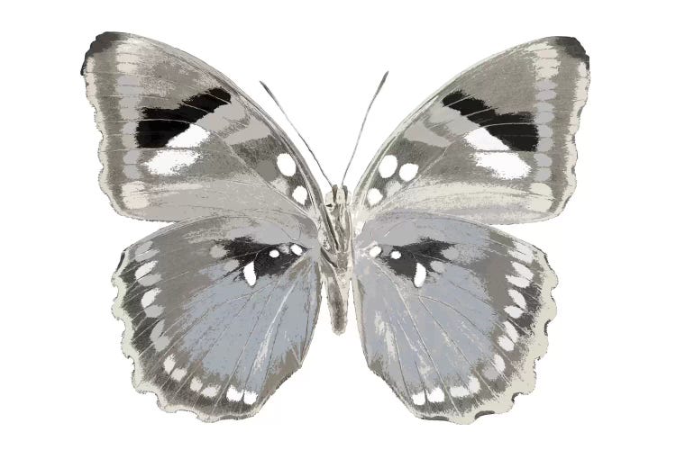 Butterfly In Grey II