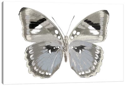 Butterfly In Grey II Canvas Art Print - Julia Bosco