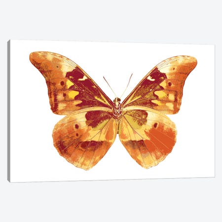 Butterfly In Grey III Canvas Print #JUL9} by Julia Bosco Canvas Art