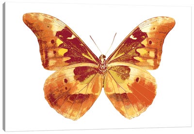 Butterfly In Grey III Canvas Art Print - Julia Bosco