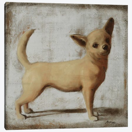 Chihuahua Canvas Print #JUM26} by Julianne Marcoux Canvas Art Print