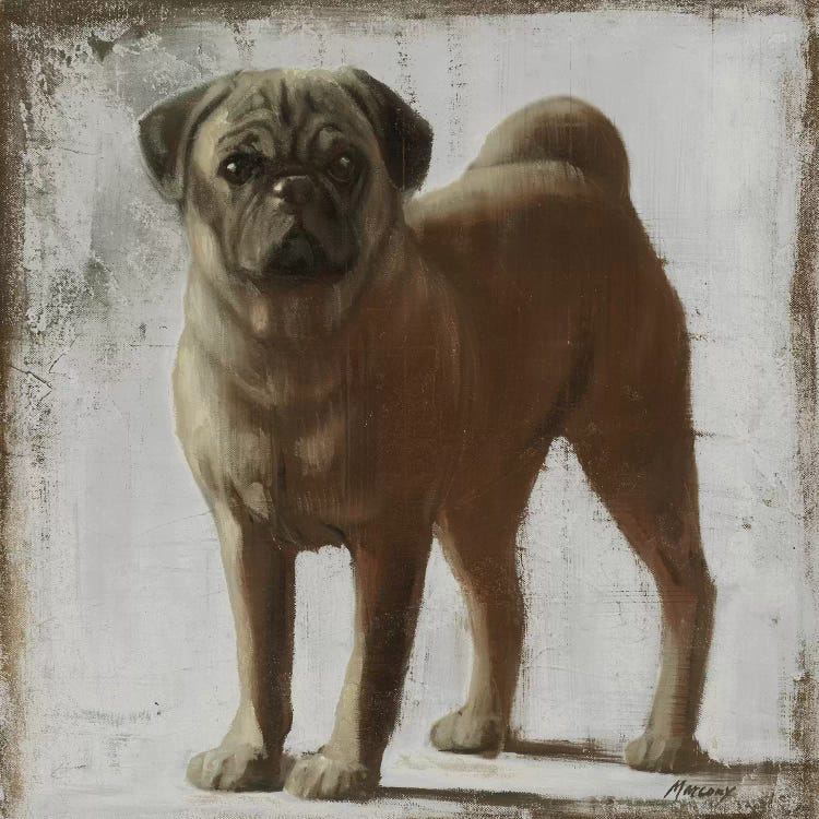 Pug