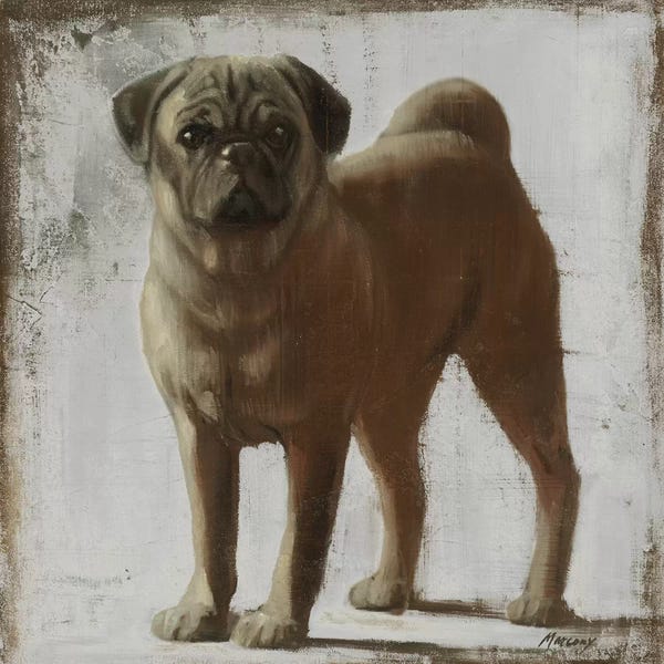 Julianne Marcoux: Pug by Julianne Marcoux