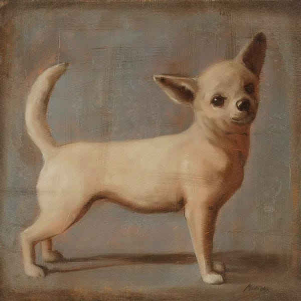 Julianne Marcoux: Chihuahua II by Julianne Marcoux