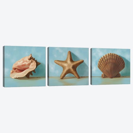 Shells Triptych Canvas Print Set #JUM3HSET001} by Julianne Marcoux Canvas Wall Art